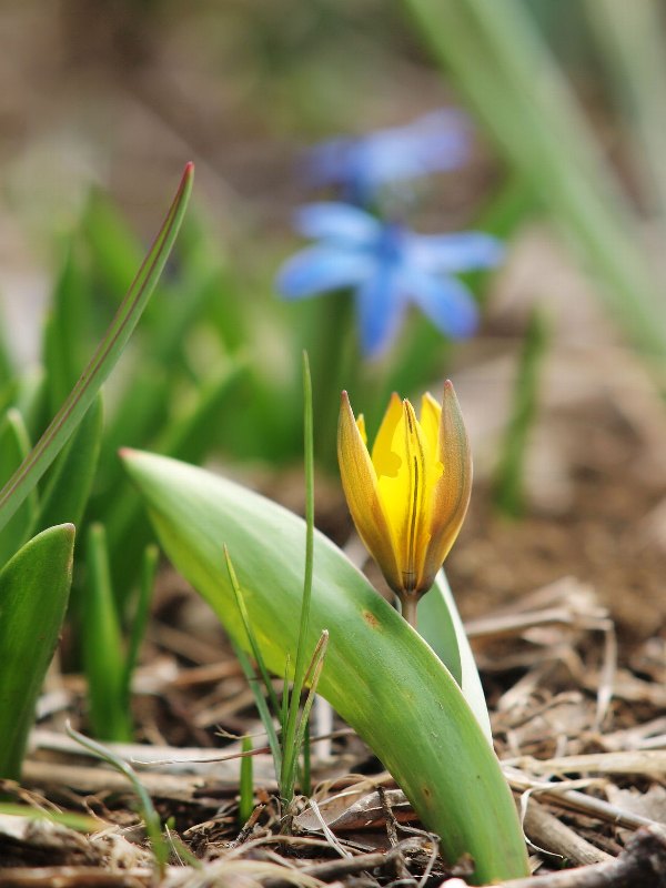 春の花畑 ミニチューリップたち Lucent 日々の光景