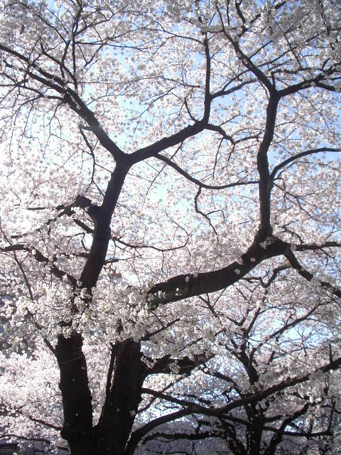 桜 ‥ 和歌三首_a0212807_144185.jpg