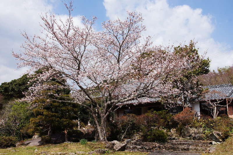 古民家カフェ《天満荘》の桜_a0196709_14545428.jpg