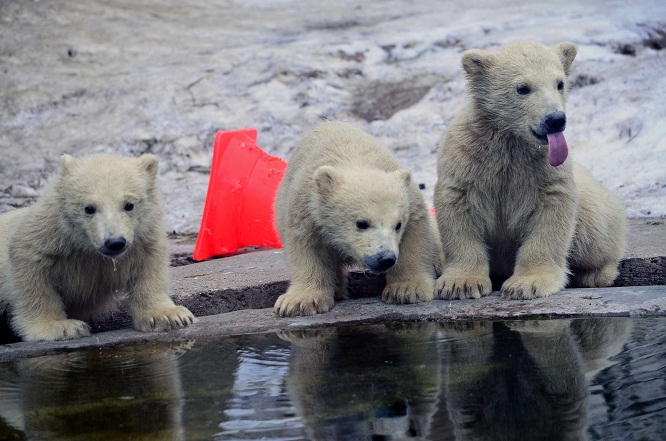 モスクワ動物園の三つ子ちゃんの元気一杯の土曜日_a0151913_629846.jpg