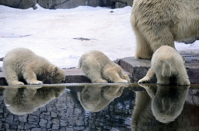 モスクワ動物園の三つ子ちゃんの元気一杯の土曜日_a0151913_6305642.jpg