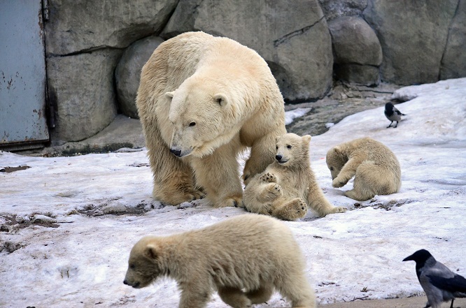 モスクワ動物園の三つ子ちゃんの元気一杯の土曜日_a0151913_6315047.jpg