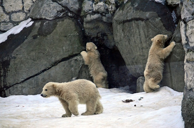 モスクワ動物園の三つ子ちゃんの元気一杯の土曜日_a0151913_6323368.jpg