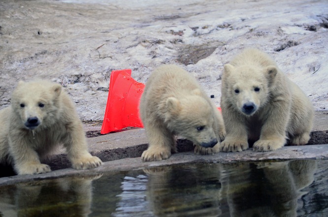 モスクワ動物園の三つ子ちゃんの元気一杯の土曜日_a0151913_6484544.jpg