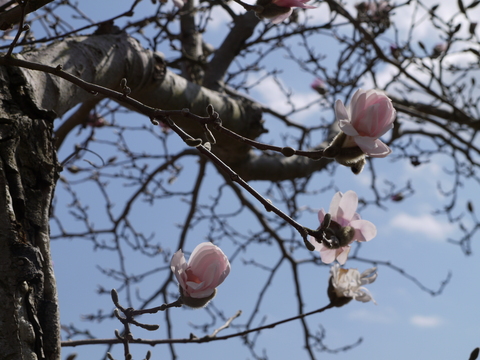 茨城県フラワーパーク　河津桜。_b0116313_21183014.jpg