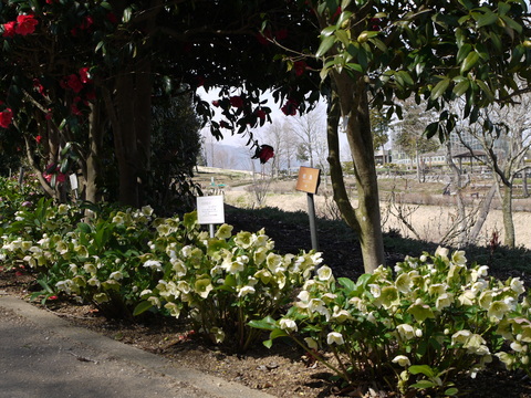 茨城県フラワーパーク　河津桜。_b0116313_21211132.jpg