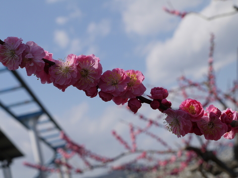 茨城県フラワーパーク　河津桜。_b0116313_21271316.jpg