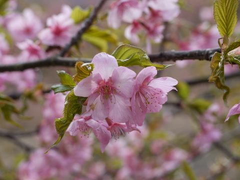 茨城県フラワーパーク　河津桜。_b0116313_21334379.jpg