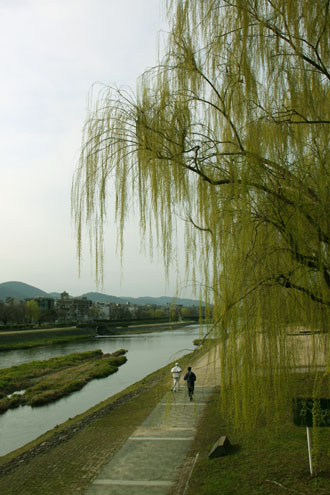 若葉のヤナギ_e0048413_2011556.jpg