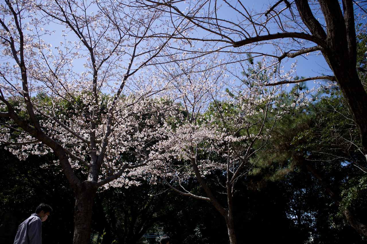 桜がだいぶいい感じになってきた_b0125014_18253355.jpg