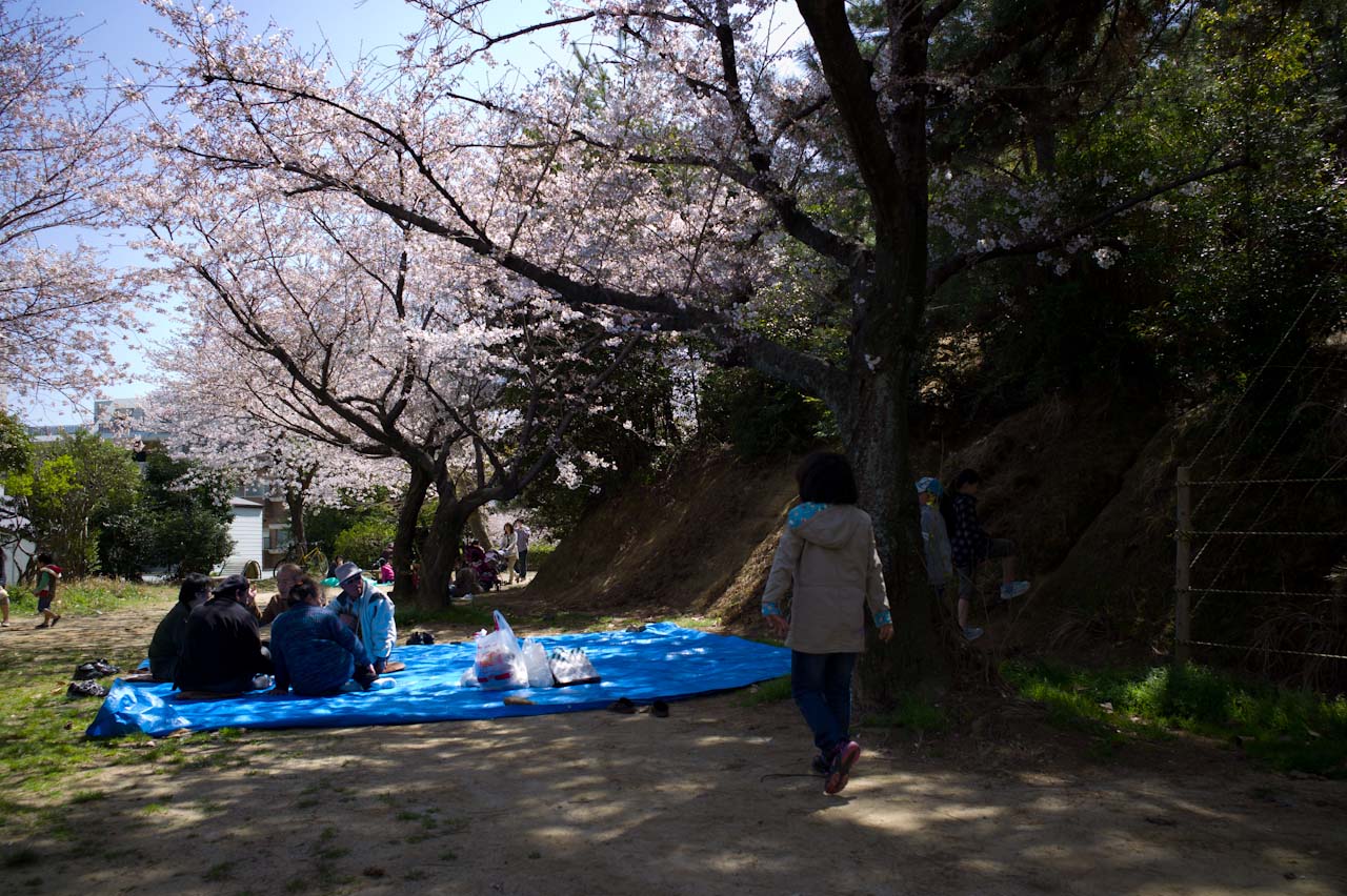 桜がだいぶいい感じになってきた_b0125014_18274589.jpg