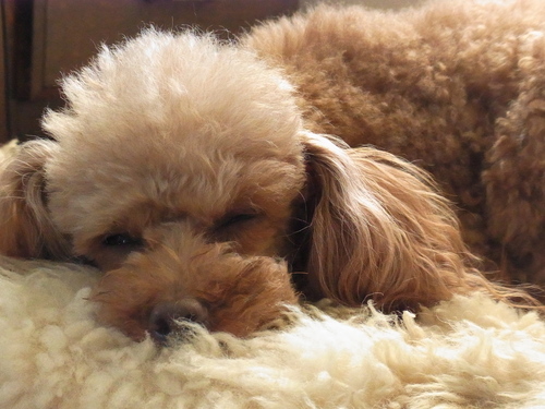 c0132714_220697.jpg