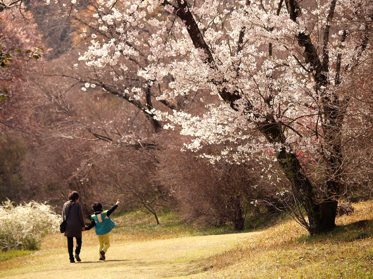 桜と菜の花_c0235114_20133021.jpg