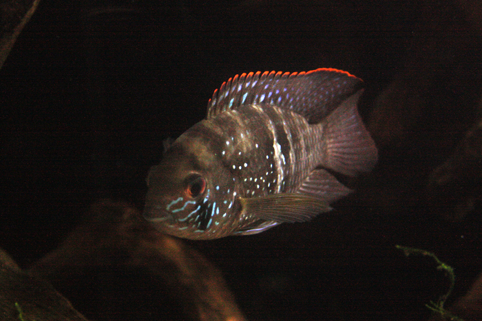 c0200118_1155267.jpg