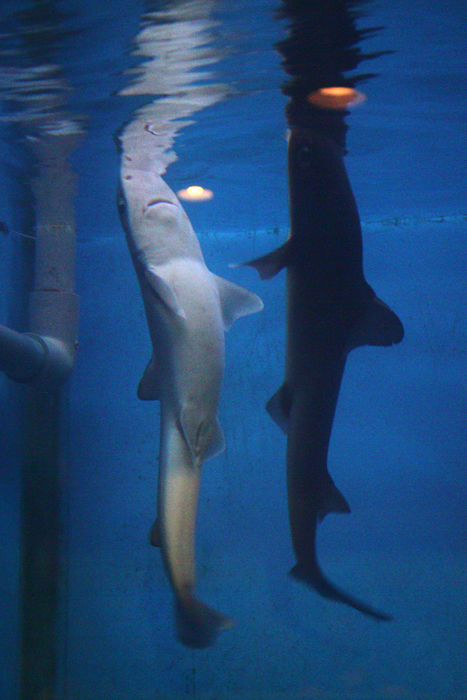 c0200118_252940.jpg
