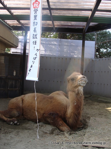 つがるさん 営業部長にご就任_c0188824_2037989.jpg