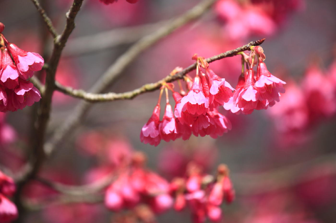 寒緋桜（京都府立植物園）_b0164726_21182683.jpg