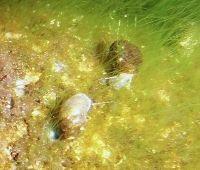 滅びゆく生物たち（4） オンセンミズゴマツボ 九州の温泉ニュース・スクラップ帳