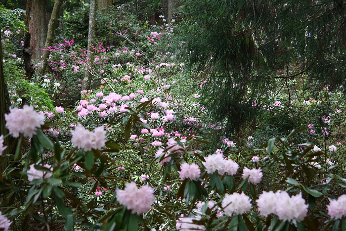 奈良のシャクナゲとボタンの咲くお寺巡り －室生寺（前編）－_b0169330_914465.jpg