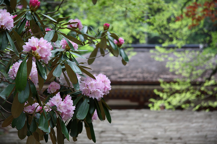 奈良のシャクナゲとボタンの咲くお寺巡り －室生寺（前編）－_b0169330_914514.jpg