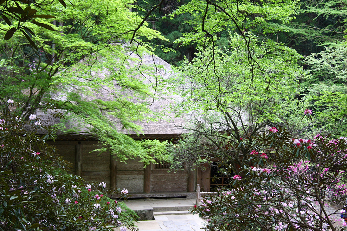 奈良のシャクナゲとボタンの咲くお寺巡り －室生寺（前編）－_b0169330_9152695.jpg