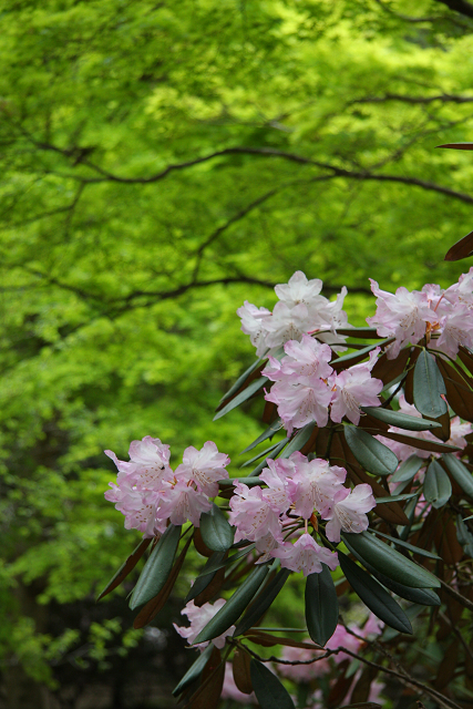 奈良のシャクナゲとボタンの咲くお寺巡り －室生寺（前編）－_b0169330_916126.jpg