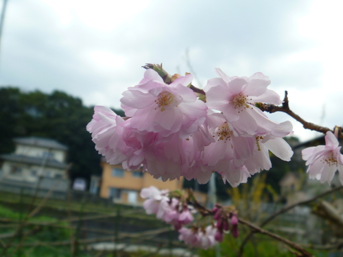 庭の花が満開_a0254631_1951641.jpg