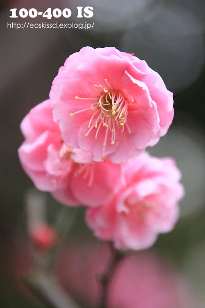 《花》　梅（2）　18-270mm　（川口グリーンセンター）_c0080036_23522654.jpg