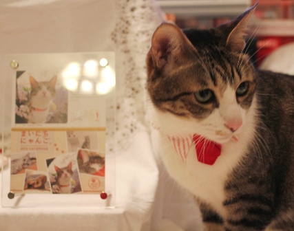 フェリシモ猫部今日の猫 ぽー編。_a0143140_23534011.jpg