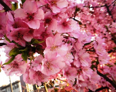 桜満開_e0195743_22522076.jpg