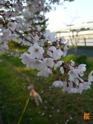 桜_d0013645_2246479.jpg