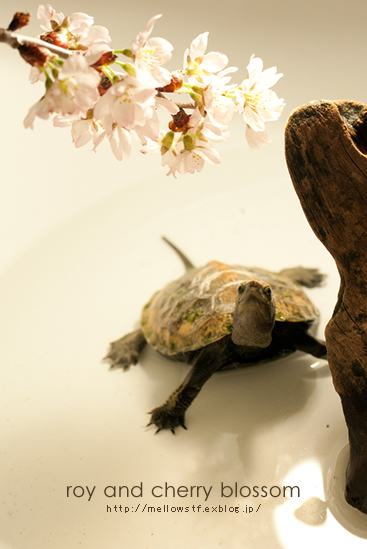 ぼくもお花見 :)_d0124248_22433838.jpg