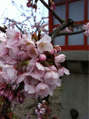 京都の桜_a0119753_2351080.jpg