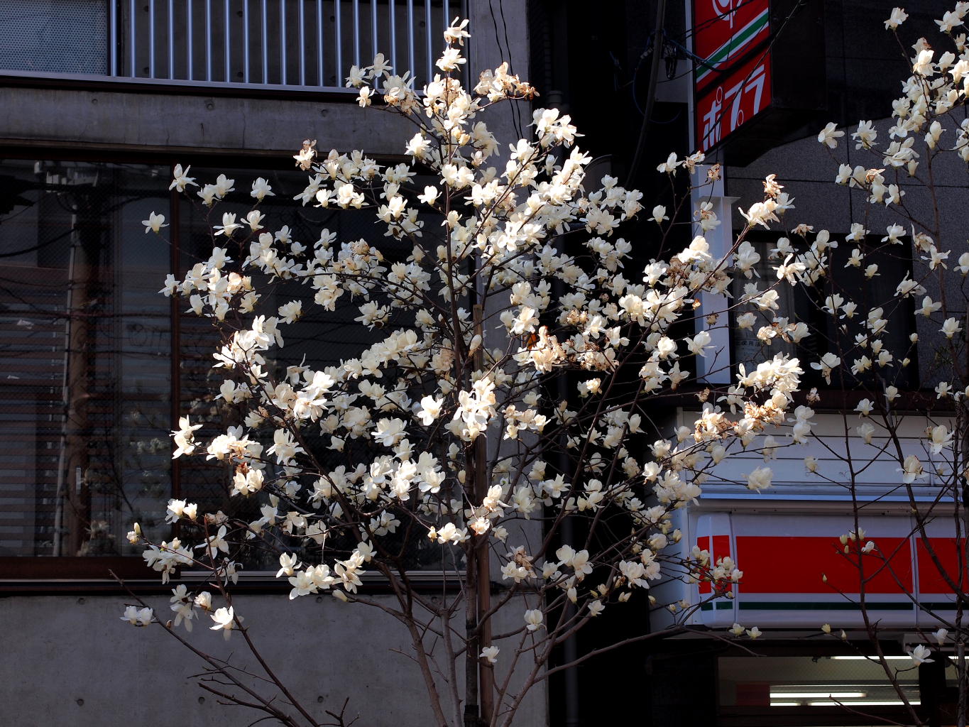 桜もまだなら・・・_d0032258_18412142.jpg