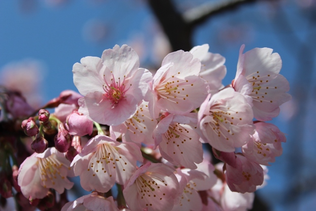 2012.4.1神奈川県鎌倉市　鶴岡八幡宮_e0239458_21263983.jpg