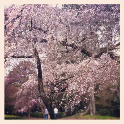京の桜。_e0125762_18441069.jpg