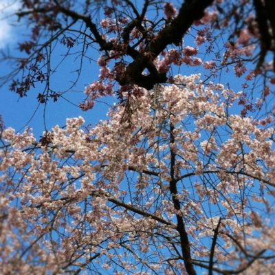京の桜。_e0125762_18441113.jpg