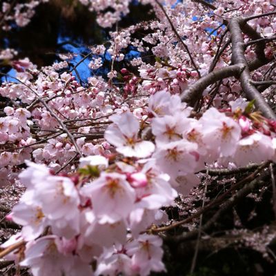 京の桜。_e0125762_18443895.jpg