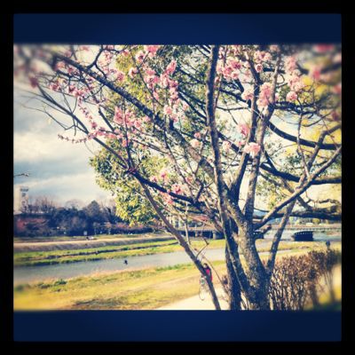 京の桜。_e0125762_18443930.jpg