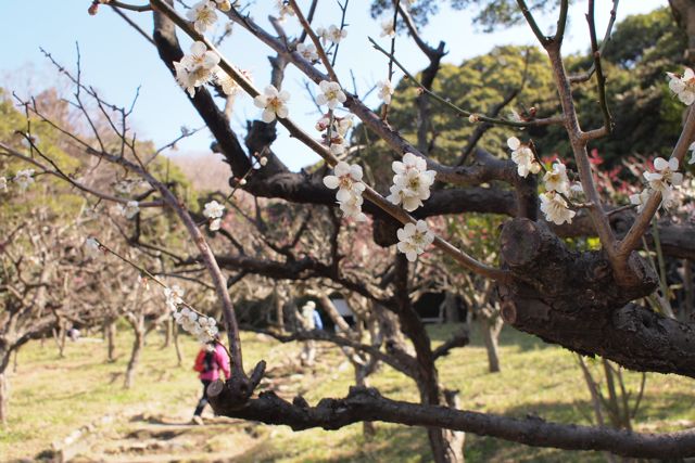 六甲山系　金鳥山経由東お多福山_c0218468_2051569.jpg