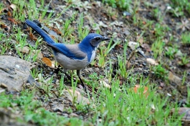 Western Scrub Jay_a0126969_2194383.jpg