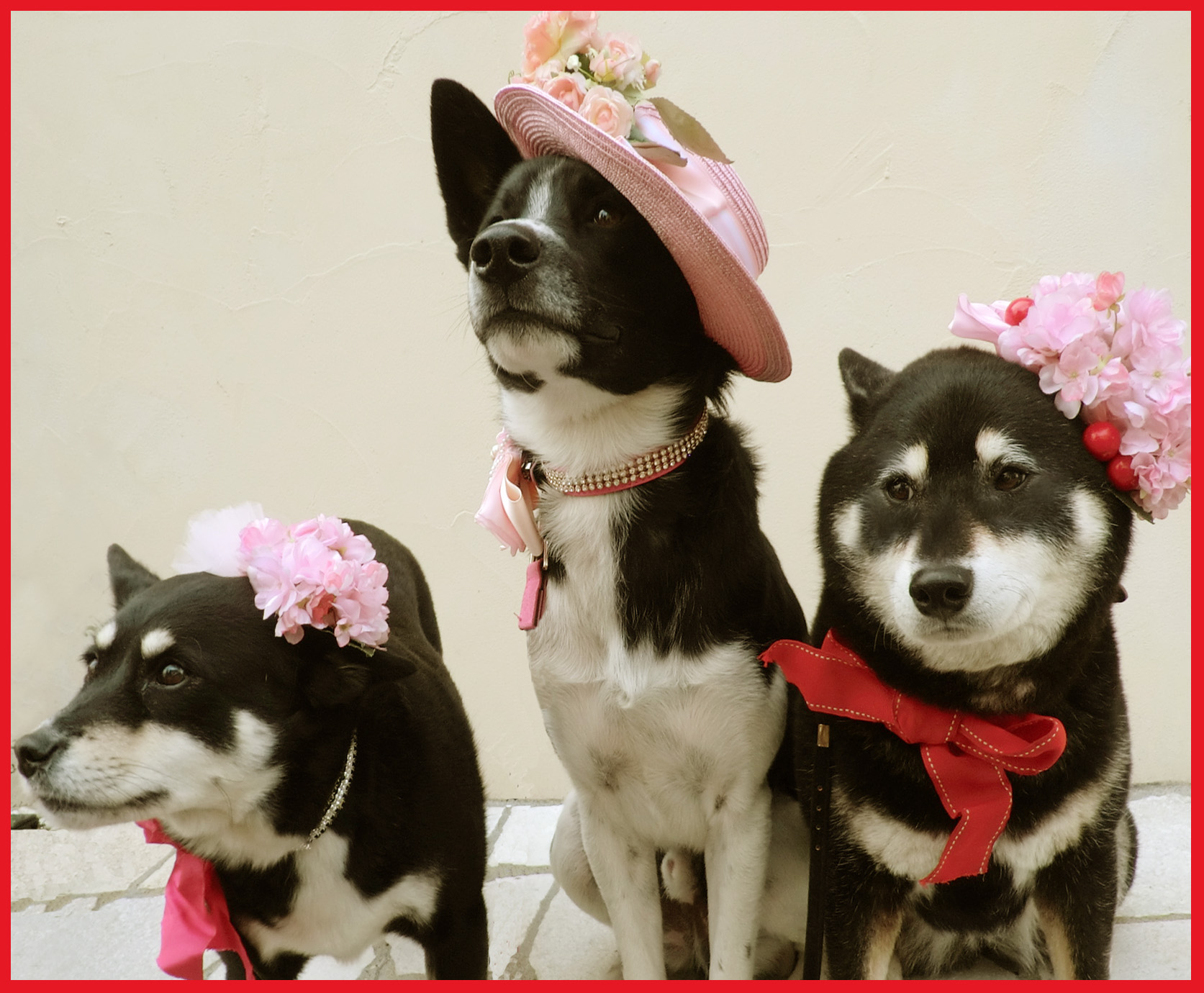 太一君、3歳になりました。桜色の誕生日。_e0236072_2481073.jpg