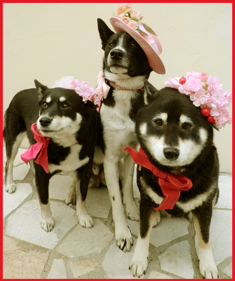 太一君、3歳になりました。桜色の誕生日。_e0236072_2503390.jpg
