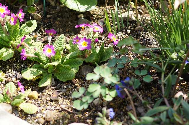 e0181373_2018316.jpg
