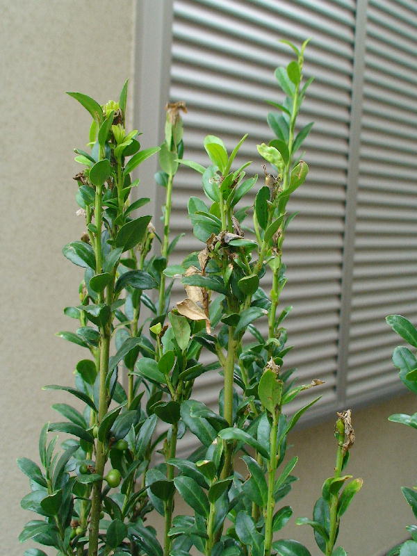 庭木の病気 イヌツゲの木に害虫が発生したら 庭の写真館