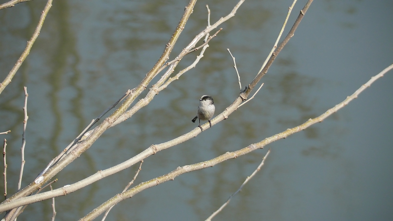 【 日記 4/1 】　日本一クチバシの短い鳥 --> ホントだよ v^^)_a0185081_2162776.jpg
