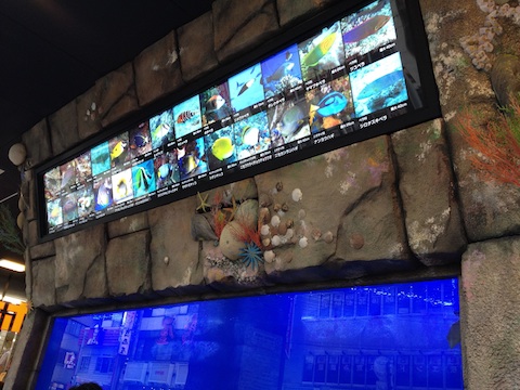 ドン キホーテ梅田店の水槽を見てきたよ Cubic Aqua ドン キホーテ梅田店の水槽を見てきたよ Cubic Aqua