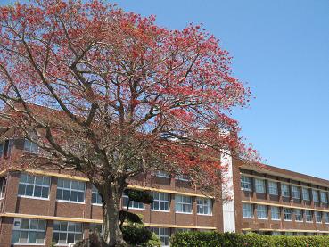 鹿児島国際大学の桜の開花情報！_e0130185_19474749.jpg