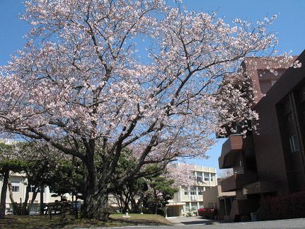 鹿児島国際大学の桜の開花情報！_e0130185_19545461.jpg