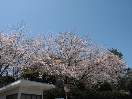 鹿児島国際大学の桜の開花情報！_e0130185_1954637.jpg